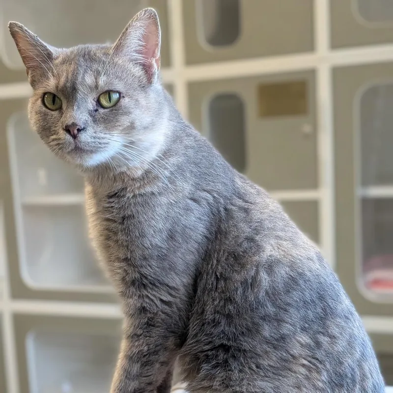 An adult small-sized female Gray / Blue / Silver Domestic Short Hair cat named Persephone for adoption in Prairie du Chien, WI