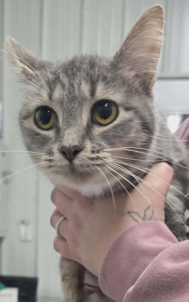 A young medium-sized female Domestic Short Hair cat named Minty for adoption in Hillsdale, IN
