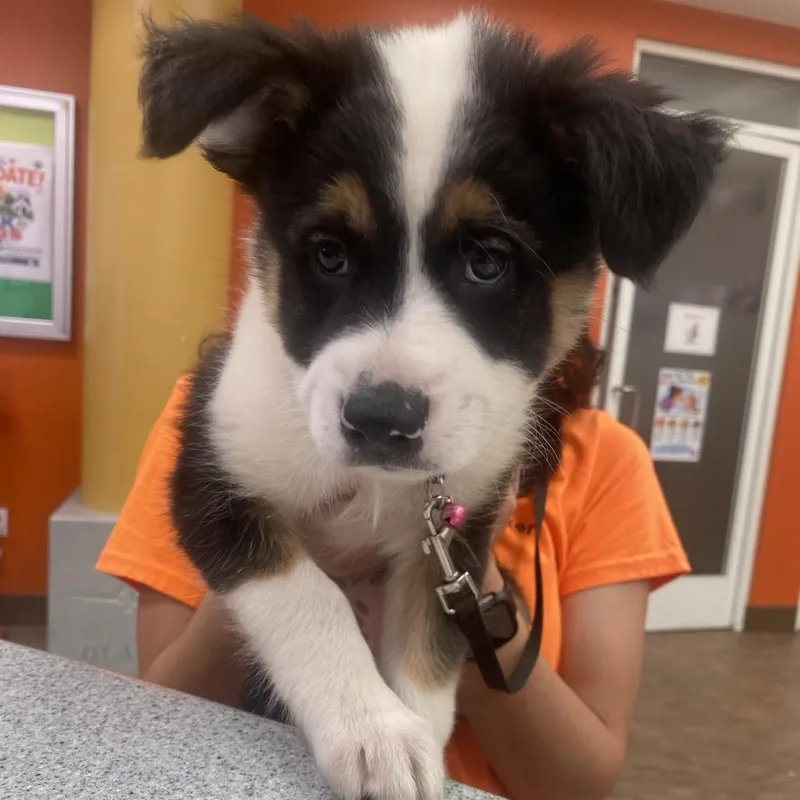 A baby small-sized female Black Husky dog named WAGSStray for adoption in Westminster, CA
