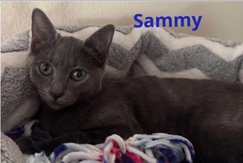 A baby medium-sized male Domestic Short Hair cat named Sammy for adoption in Muskegon, MI