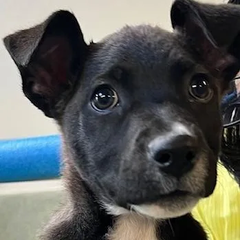A baby small-sized female Black Mixed Breed dog named Sadie for adoption in Baltimore, MD