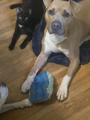 An adult medium-sized male Pit Bull Terrier dog named Turkey for adoption in Atlanta, GA