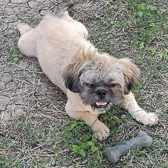 A young small-sized male Shih Tzu dog named Coco for adoption in La Feria, TX