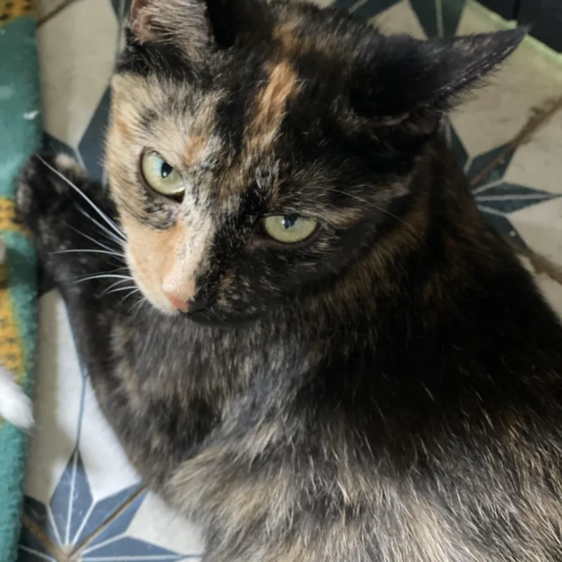 A young medium-sized female Tortoiseshell Domestic Short Hair cat named Bindi for adoption in Buffalo, NY