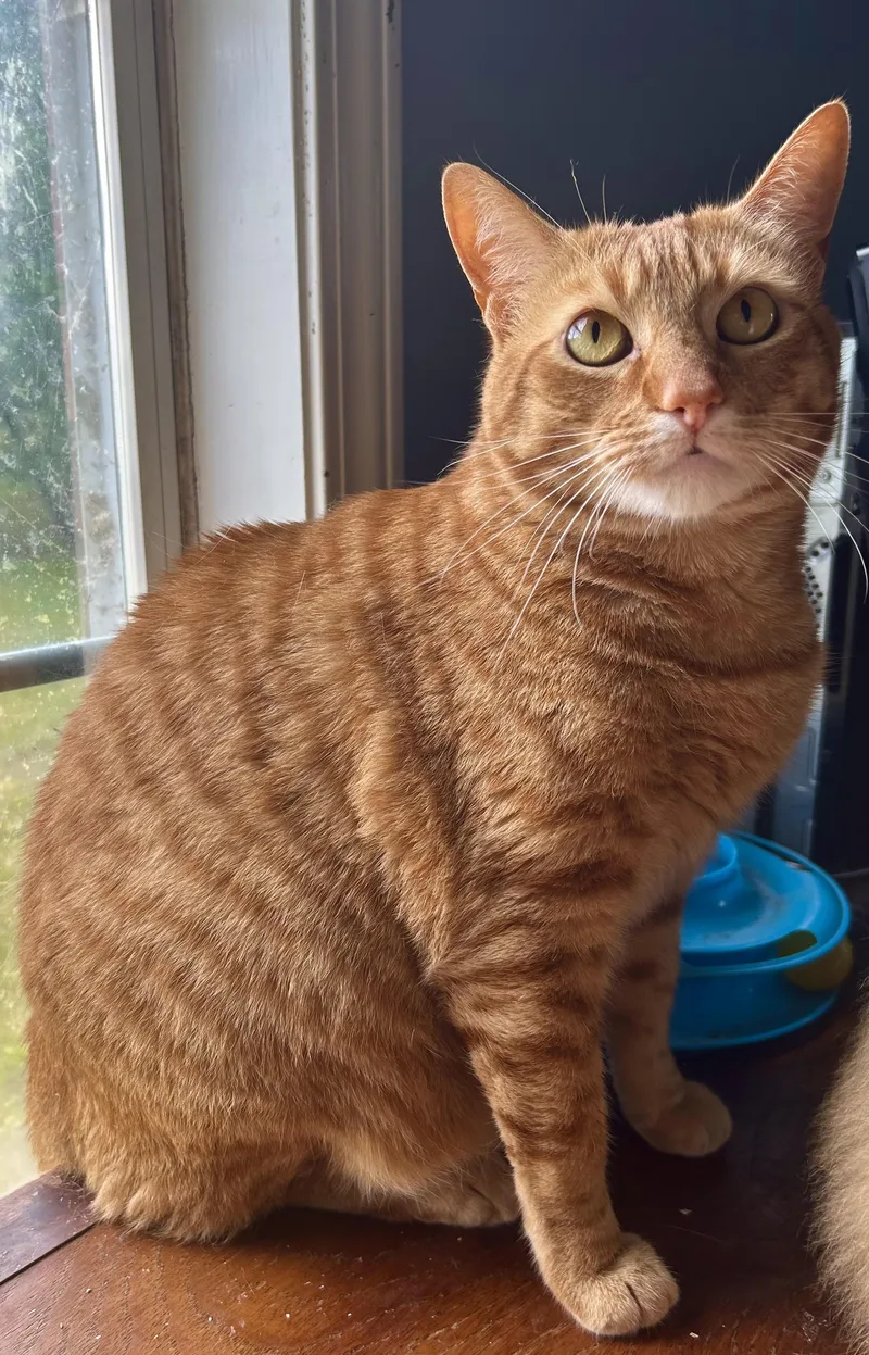 Taz