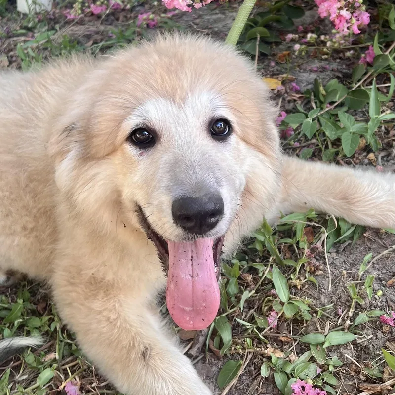 A baby large-sized female White / Cream Great Pyrenees dog named Twix for adoption in Spring, TX
