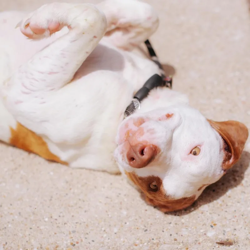 An adult medium-sized female White / Cream Mixed Breed dog named Winifred for adoption in Northbrook, IL