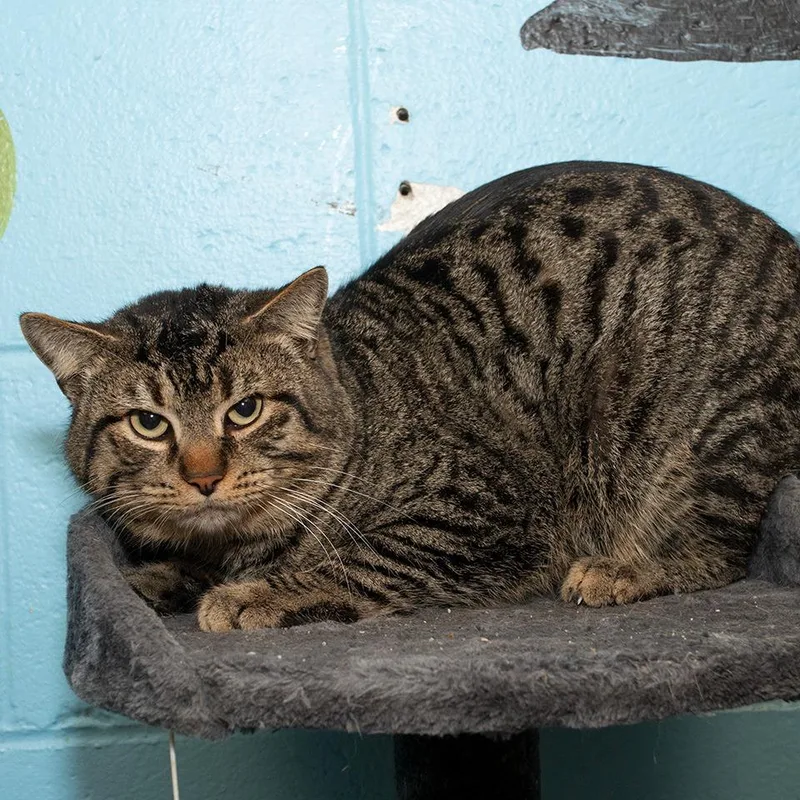 A young medium-sized male Domestic Short Hair cat named Pepper for adoption in Troy, OH