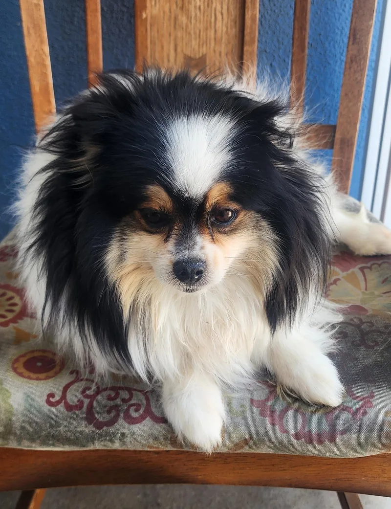 A baby medium-sized female Tricolor (Brown, Black, & White) Pomeranian dog named Sweetie for adoption in Victorville, CA