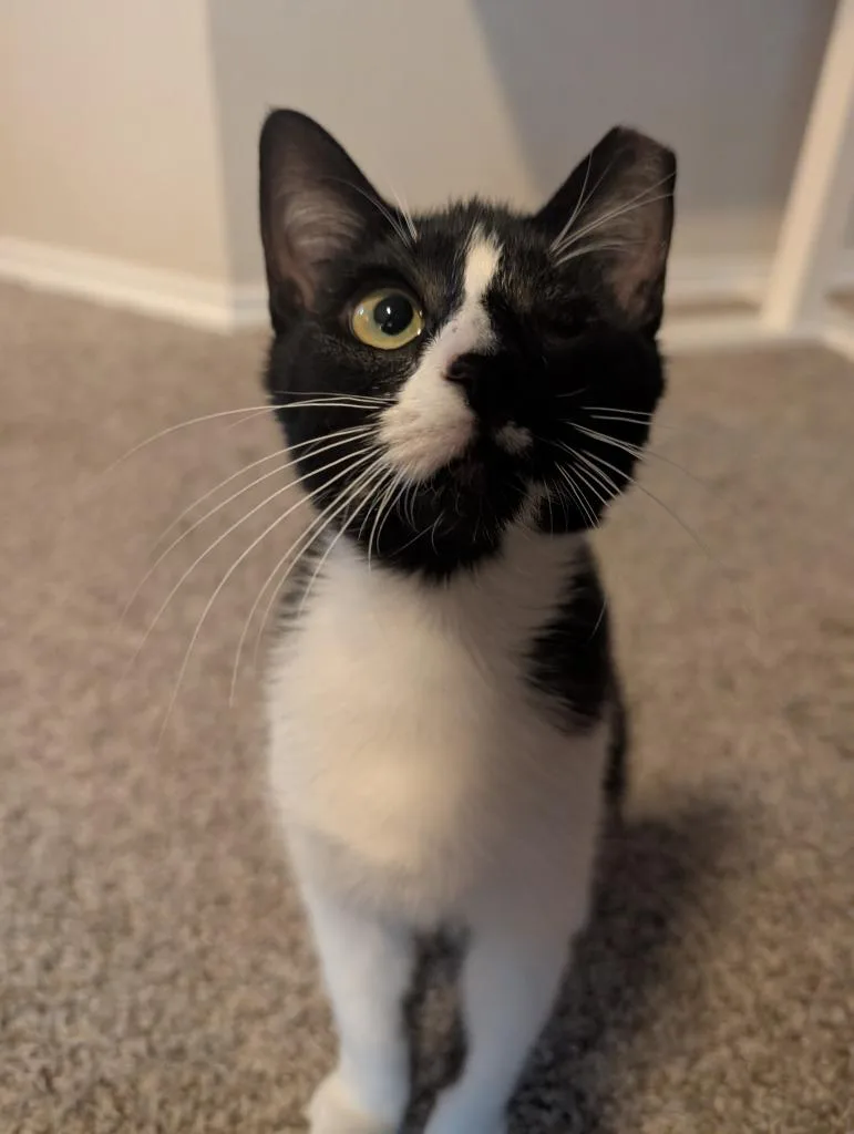 A young medium-sized female Domestic Short Hair cat named Creek for adoption in San Antonio, TX