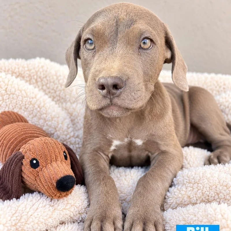 A baby medium-sized male Mixed Breed dog named Bill for adoption in Henderson, NV