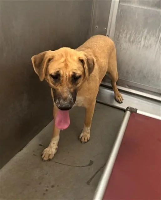 An adult large-sized female Anatolian Shepherd dog named Shy for adoption in Lancaster, CA