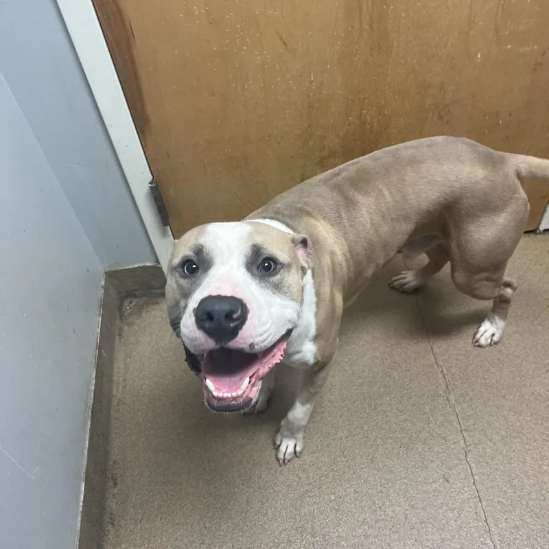 An adult medium-sized male Yellow / Tan / Blond / Fawn Mixed Breed dog named Nacho for adoption in Chattanooga, TN