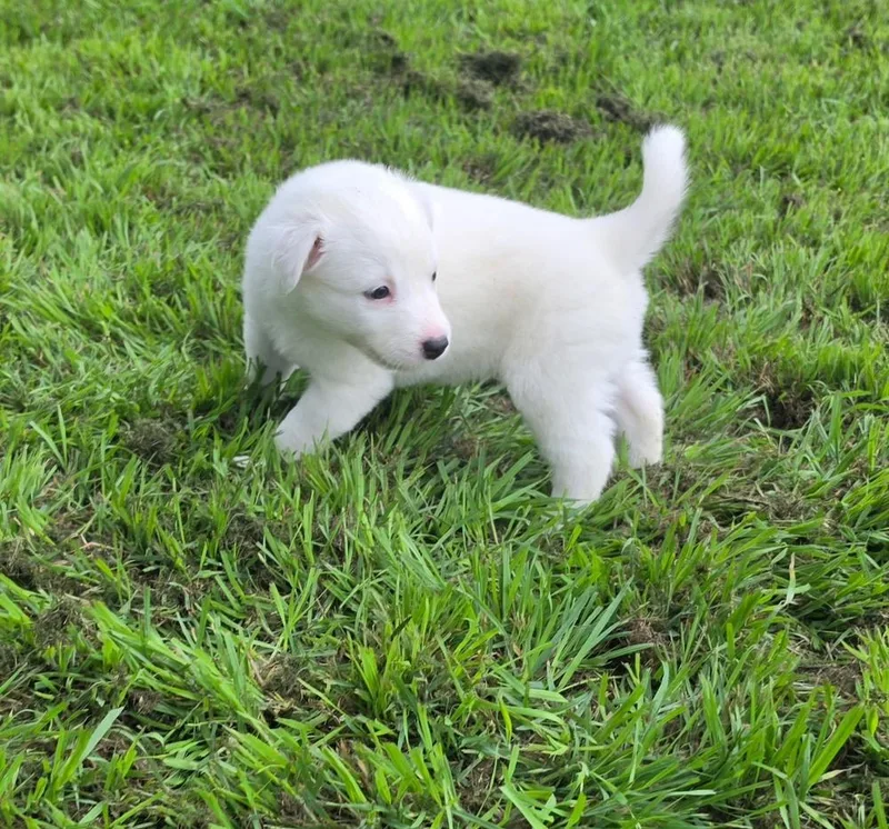 A baby large-sized female White / Cream Australian Shepherd dog named Daphne for adoption in Brewster , NY