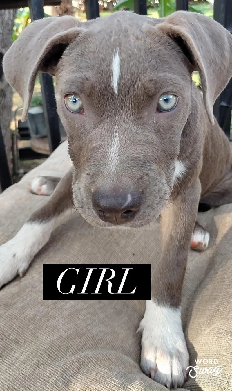 A young medium-sized female Gray / Blue / Silver Labrador Retriever dog named Grey girl blue eyes for adoption in canyon lake, TX