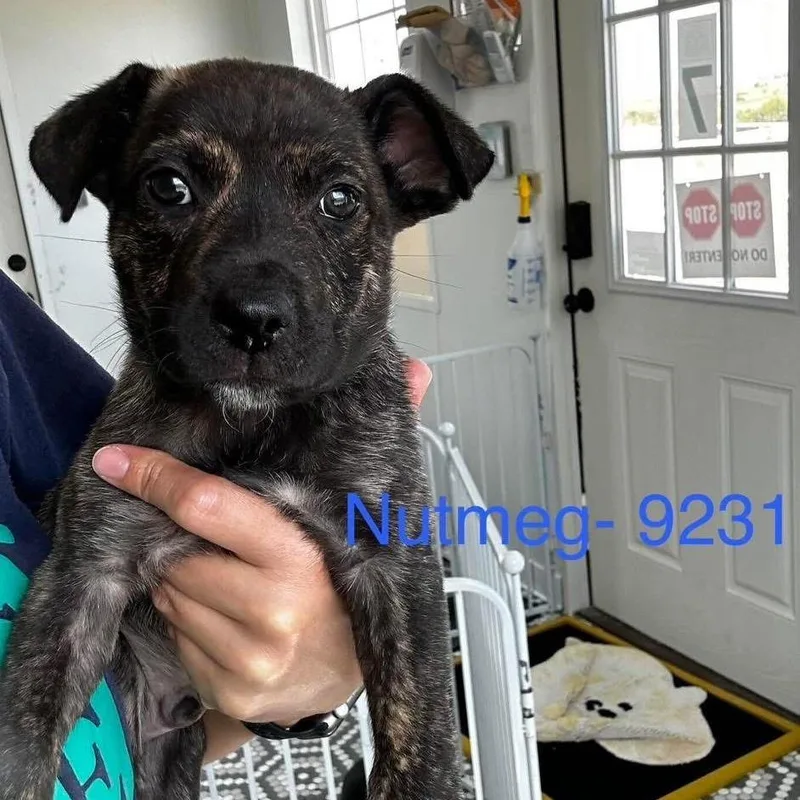 A baby medium-sized male Black Mixed Breed dog named Nutmeg for adoption in Tacoma, WA
