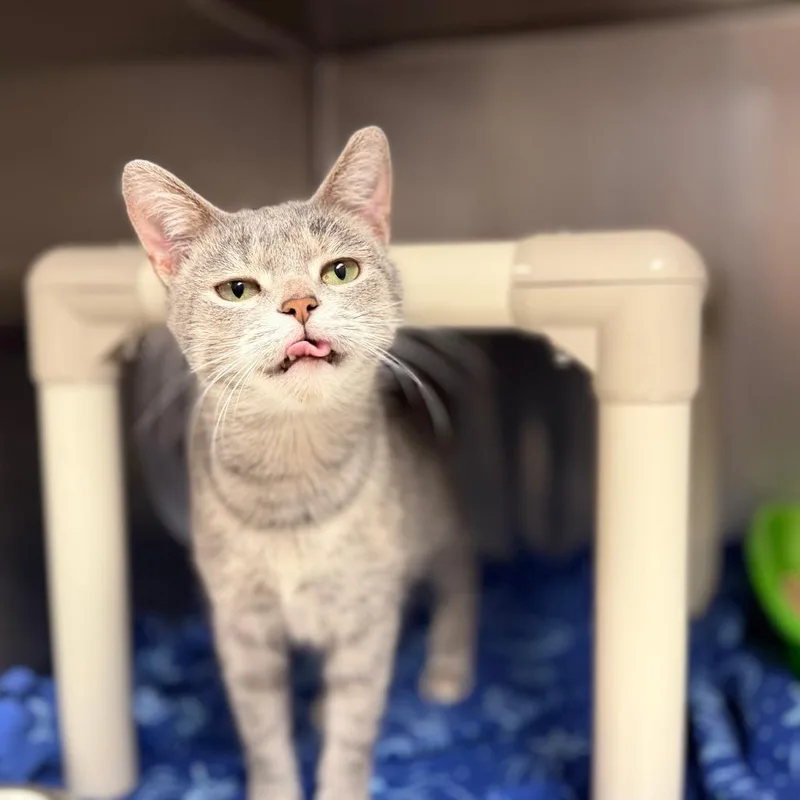 An adult medium-sized female Gray / Blue / Silver Domestic Short Hair cat named Rina for adoption in Chippewa Falls, WI