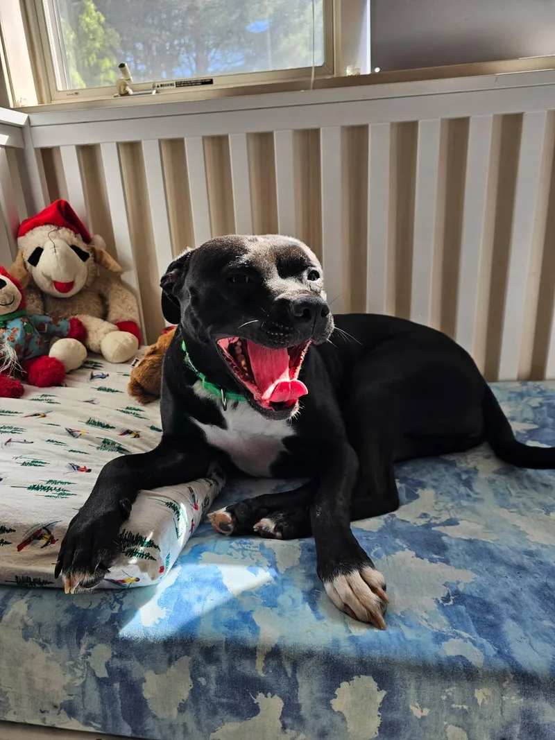 Harley