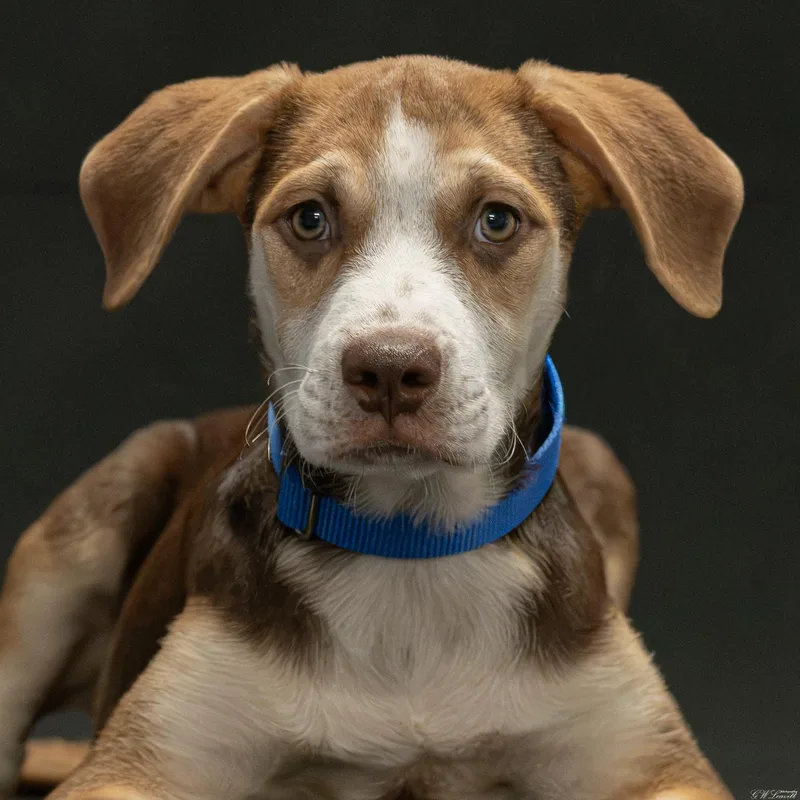 A baby medium-sized female Tricolor (Brown, Black, & White) Mixed Breed dog named Shanti for adoption in BONIFAY, FL