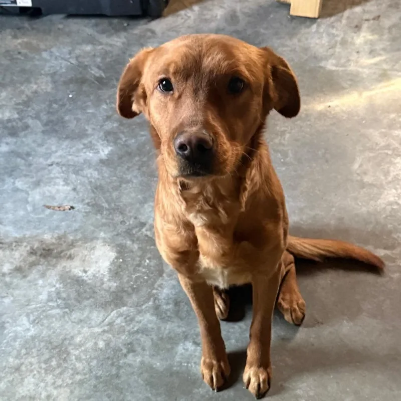 An adult medium-sized male Golden Mixed Breed dog named Conway for adoption in Greensboro, NC