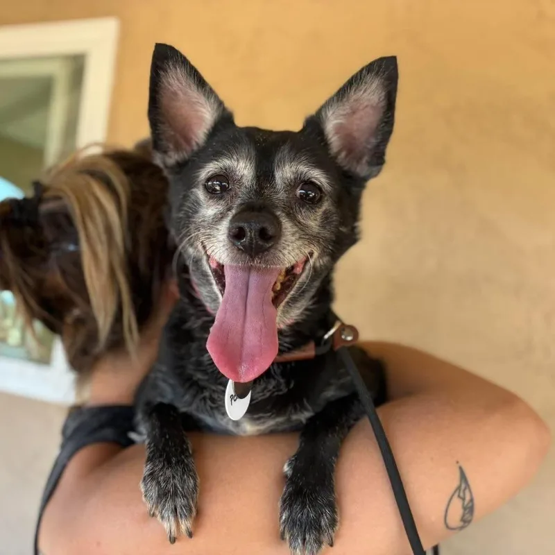 A senior small-sized male Chihuahua dog named Polski for adoption in Ramona, CA
