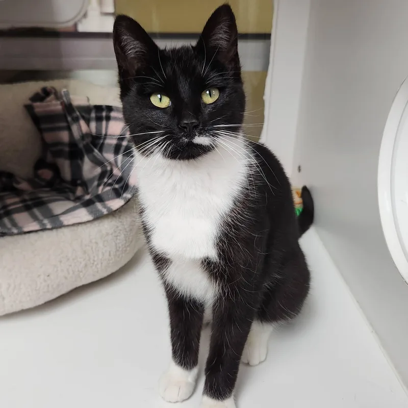 A baby medium-sized female Black & White / Tuxedo Domestic Short Hair cat named Pantera for adoption in Marshfield, WI