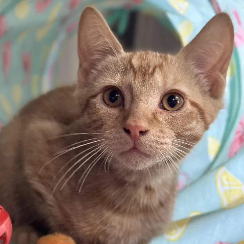 A baby medium-sized male Tabby (Orange / Red) Domestic Short Hair cat named Comet for adoption in Victor, NY