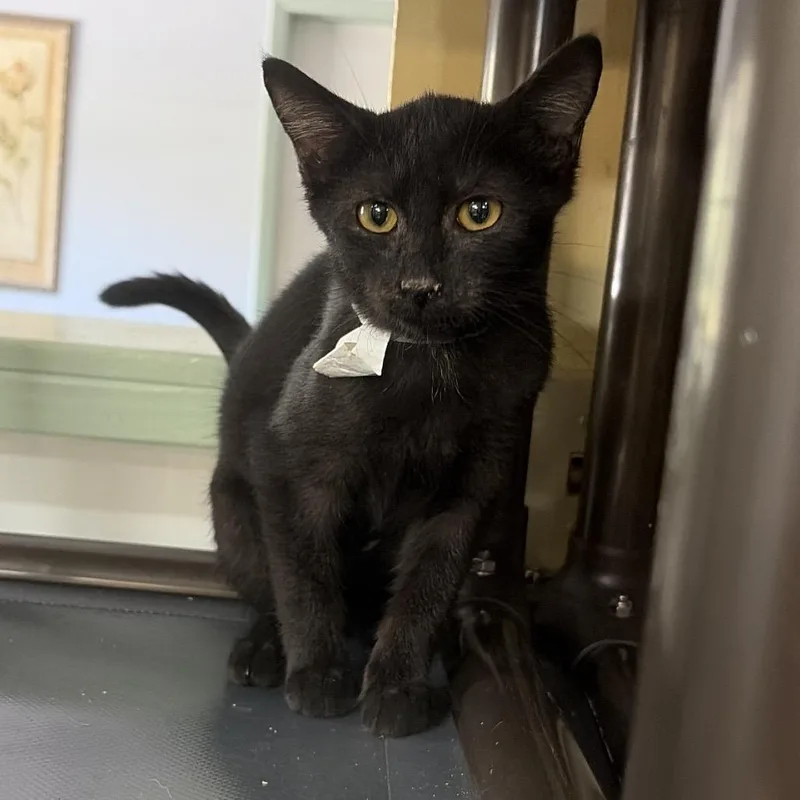 A baby small-sized male Black Domestic Short Hair cat named Sharknado for adoption in Melrose, FL