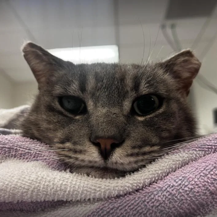 An adult large-sized male Gray / Blue / Silver Domestic Medium Hair cat named Riff for adoption in Redwood City, CA