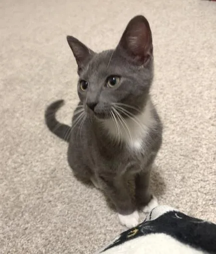 A baby medium-sized male Gray & White Domestic Short Hair cat named Remy for adoption in Smithfield, NC