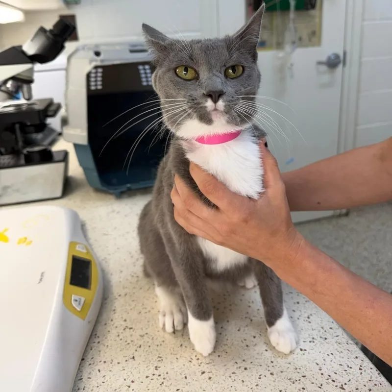 An adult medium-sized female Gray / Blue / Silver Domestic Short Hair cat named Waverly for adoption in Auburn, AL