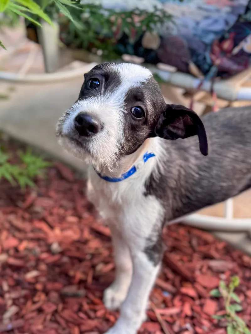 Baby Tater thumbnail 2