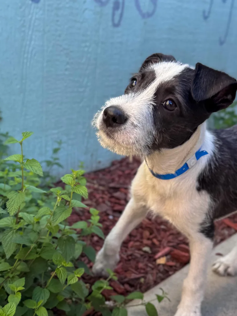 Baby Tater thumbnail 3