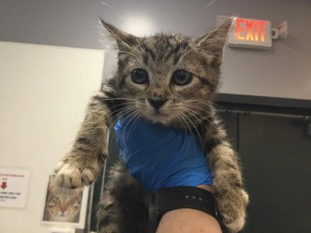 A baby small-sized female Domestic Short Hair cat named Twinkie for adoption in Thousand Palms, CA