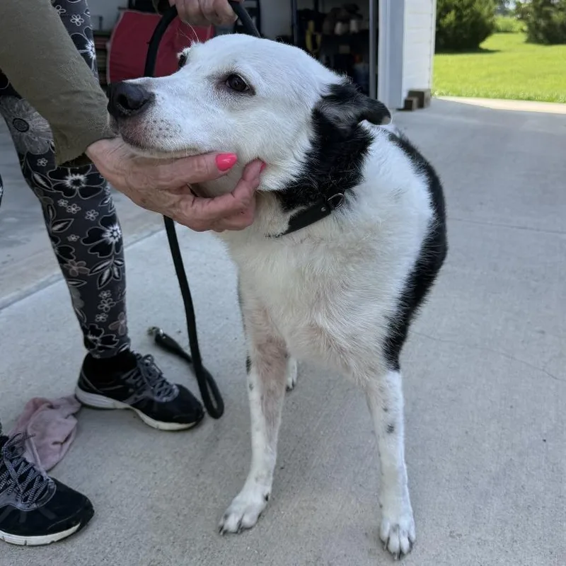 An adult medium-sized female Black Border Collie dog named Anya for adoption in Columbia, MO