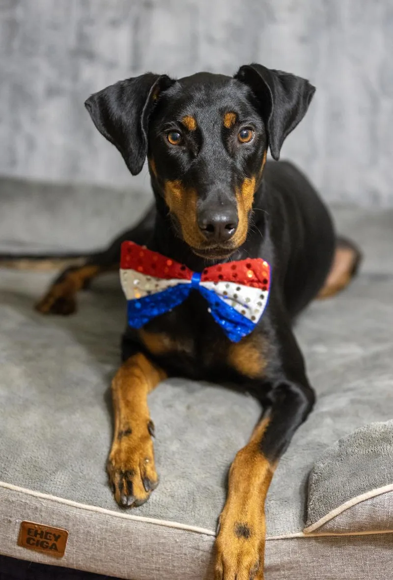 An adult medium-sized male Black Doberman Pinscher dog named Boss Bang for adoption in Pearland, TX