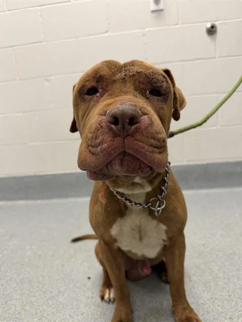 A young large-sized male Pit Bull Terrier dog named Furbo for adoption in Indianapolis, IN