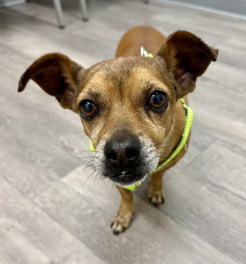 A senior small-sized male Red / Chestnut / Orange Dachshund dog named Pazookie for adoption in Los Alamitos, CA