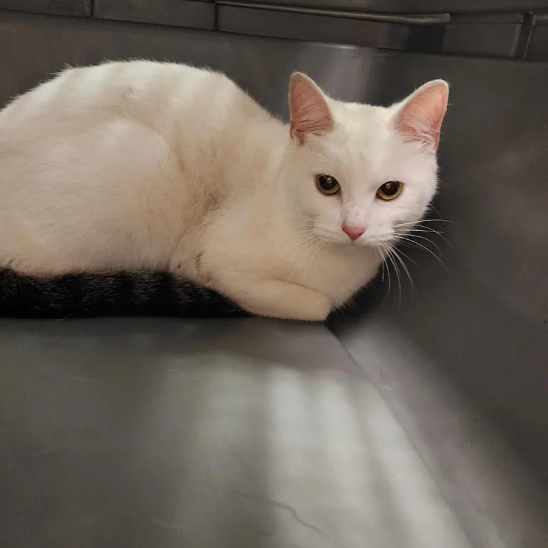 An adult medium-sized female White Domestic Short Hair cat named Mango Smoothie for adoption in Charleston, WV