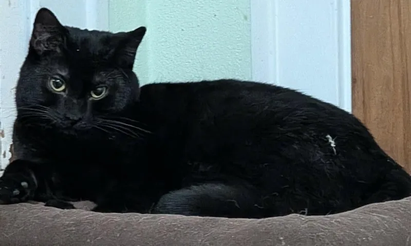 An adult medium-sized female Domestic Short Hair cat named Wednesday for adoption in Battle Creek, MI