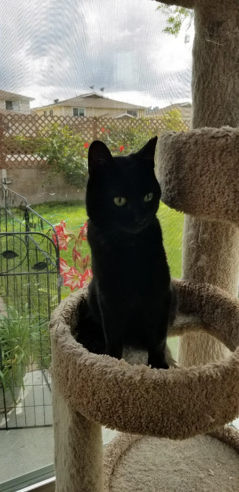 A young large-sized male Black Domestic Short Hair cat named Raven for adoption in Fullerton, CA