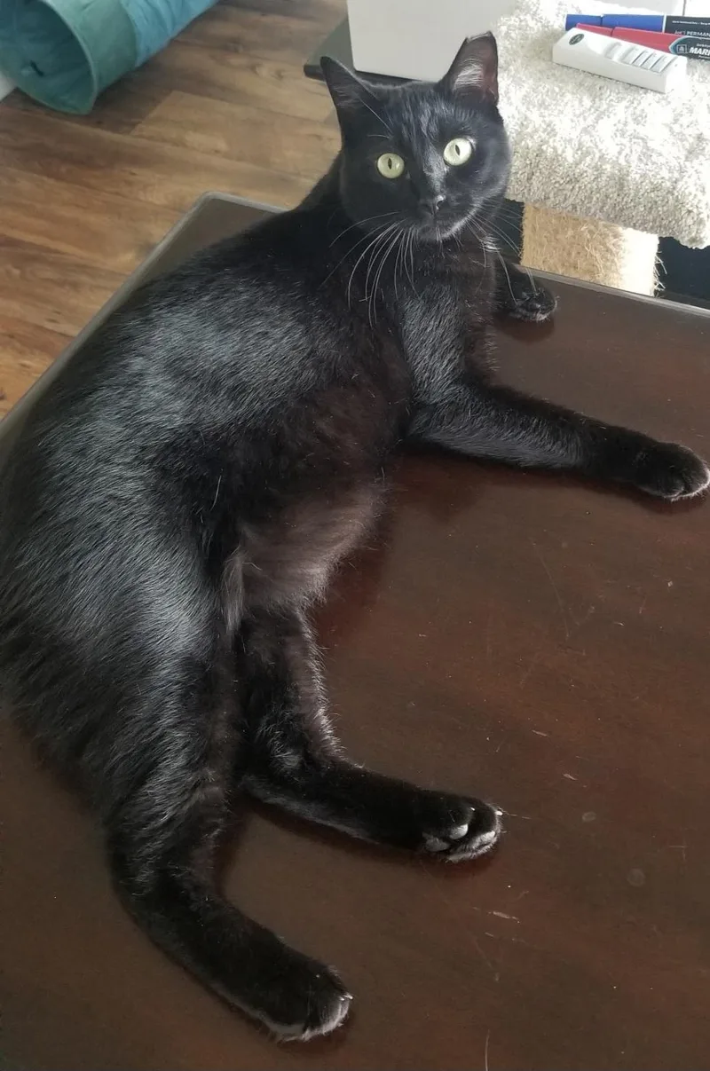 Raven thumbnail 4