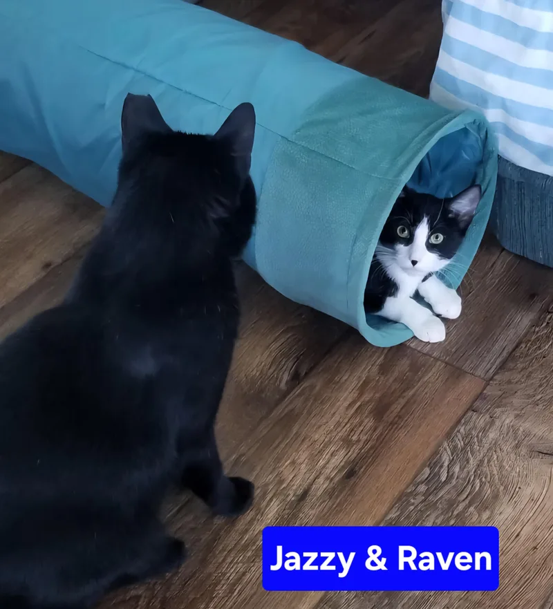 Raven thumbnail 6