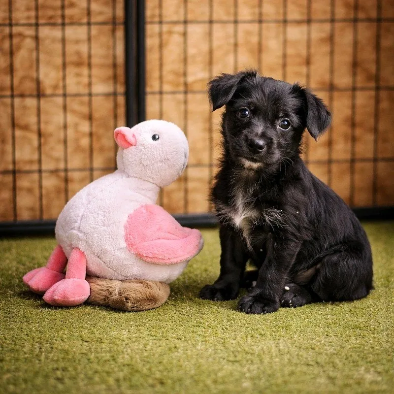 A baby medium-sized male Black Labrador Retriever dog named O'neal for adoption in Apache Junction, AZ