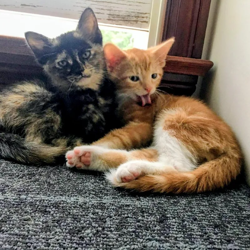 A baby small-sized male Orange / Red Domestic Short Hair cat named Nemo for adoption in Medina, OH