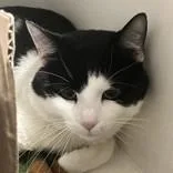 An adult large-sized male Black & White / Tuxedo Domestic Short Hair cat named Bashair for adoption in Hilliard, OH