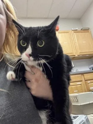 An adult small-sized male Black & White / Tuxedo Domestic Short Hair cat named JordanSan for adoption in Sacramento, CA