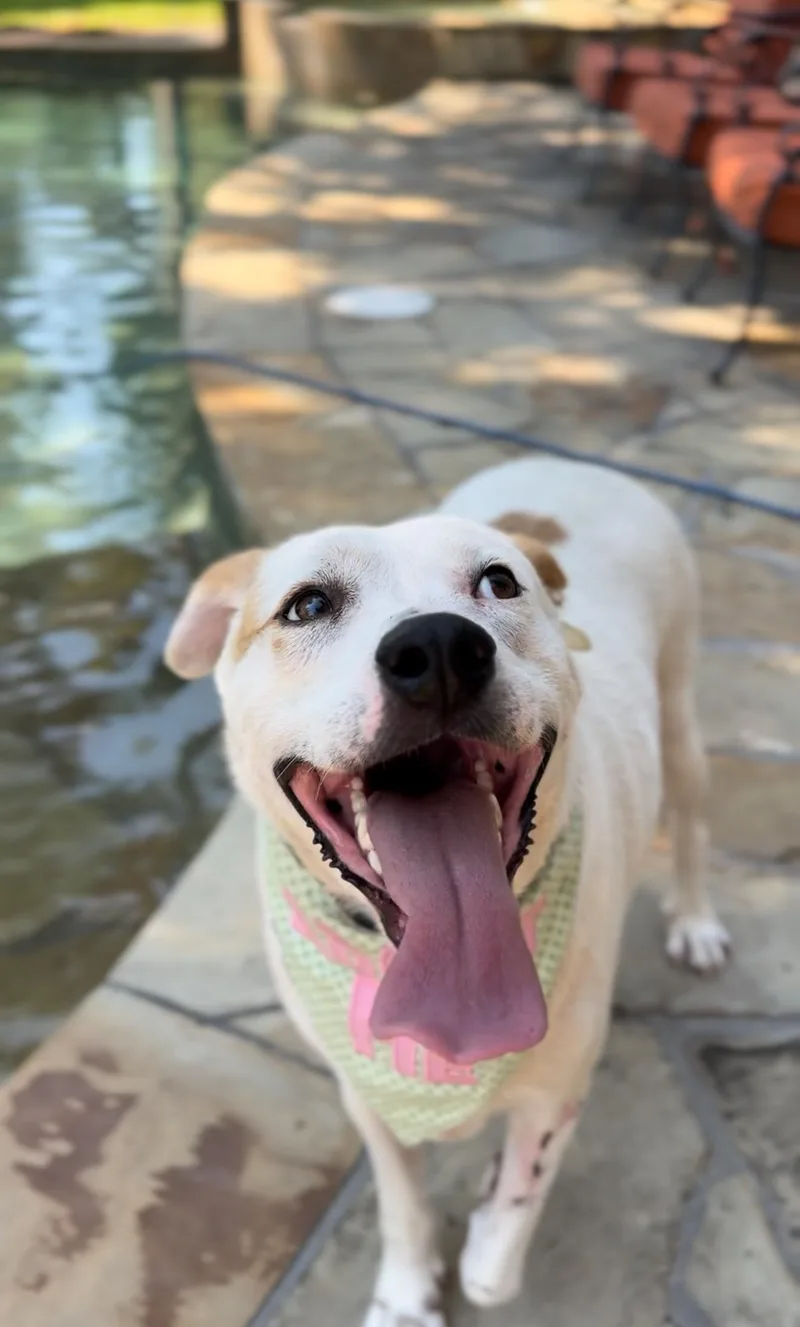 An adult large-sized male White / Cream Labrador Retriever dog named Ricky for adoption in Humble, TX