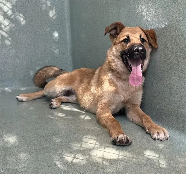 A young medium-sized male German Shepherd Dog dog named Herch for adoption in Agoura, CA