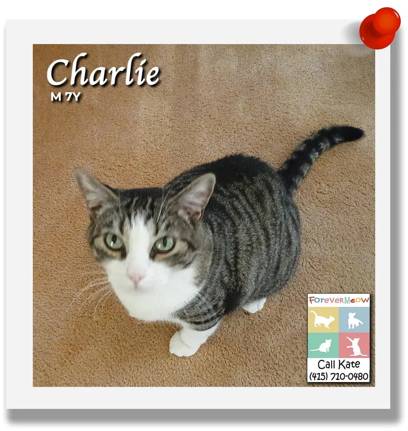 An adult medium-sized male Domestic Short Hair cat named Charlie for adoption in Palm Desert, CA